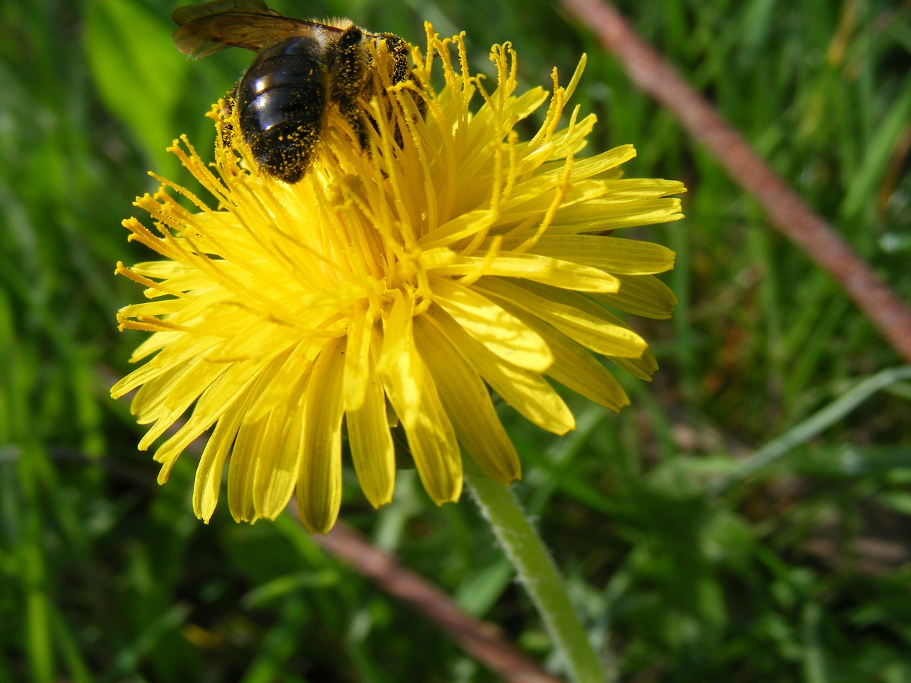 bee dandelion spring free photo