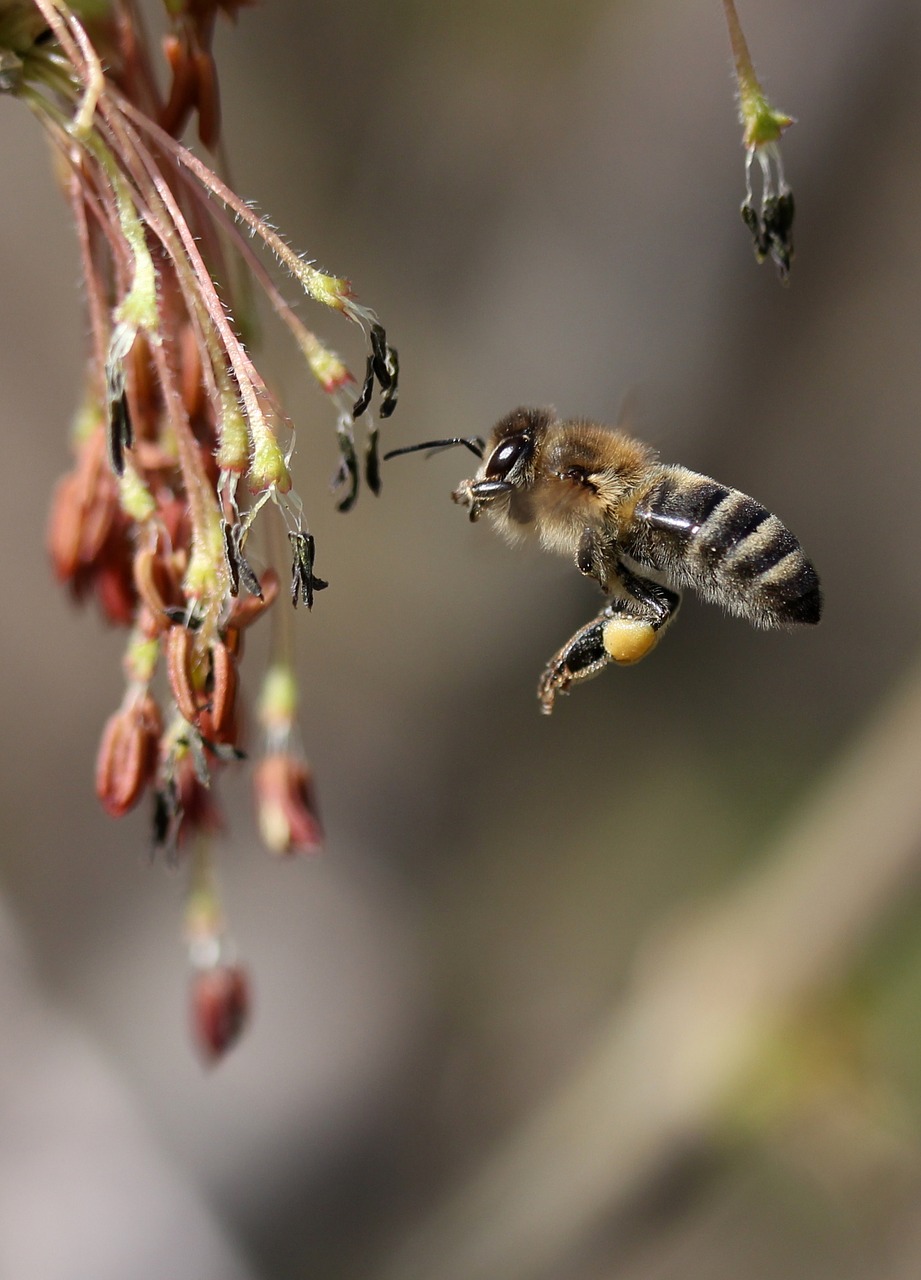 bee  flight  pollination free photo