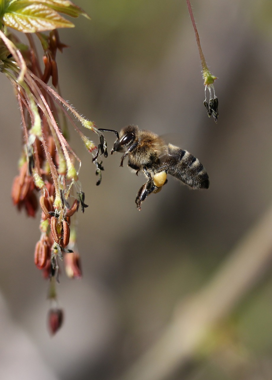 bee  flight  pollination free photo