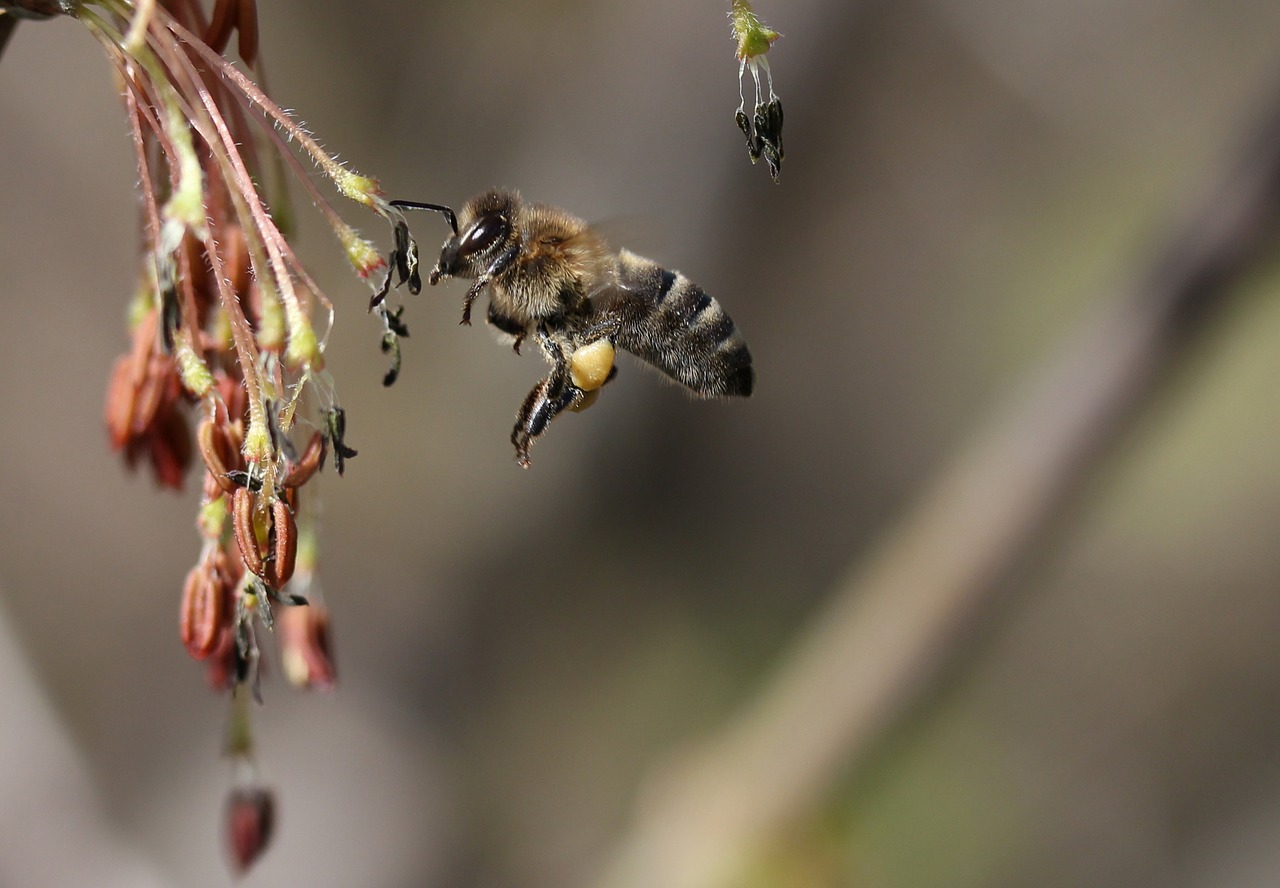 bee  flight  pollination free photo
