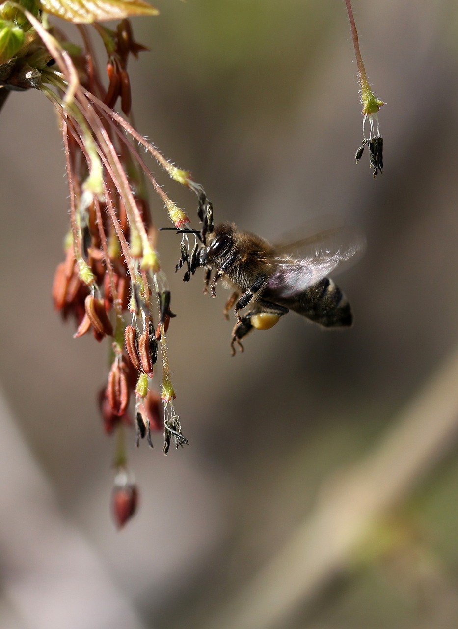bee  flight  pollination free photo