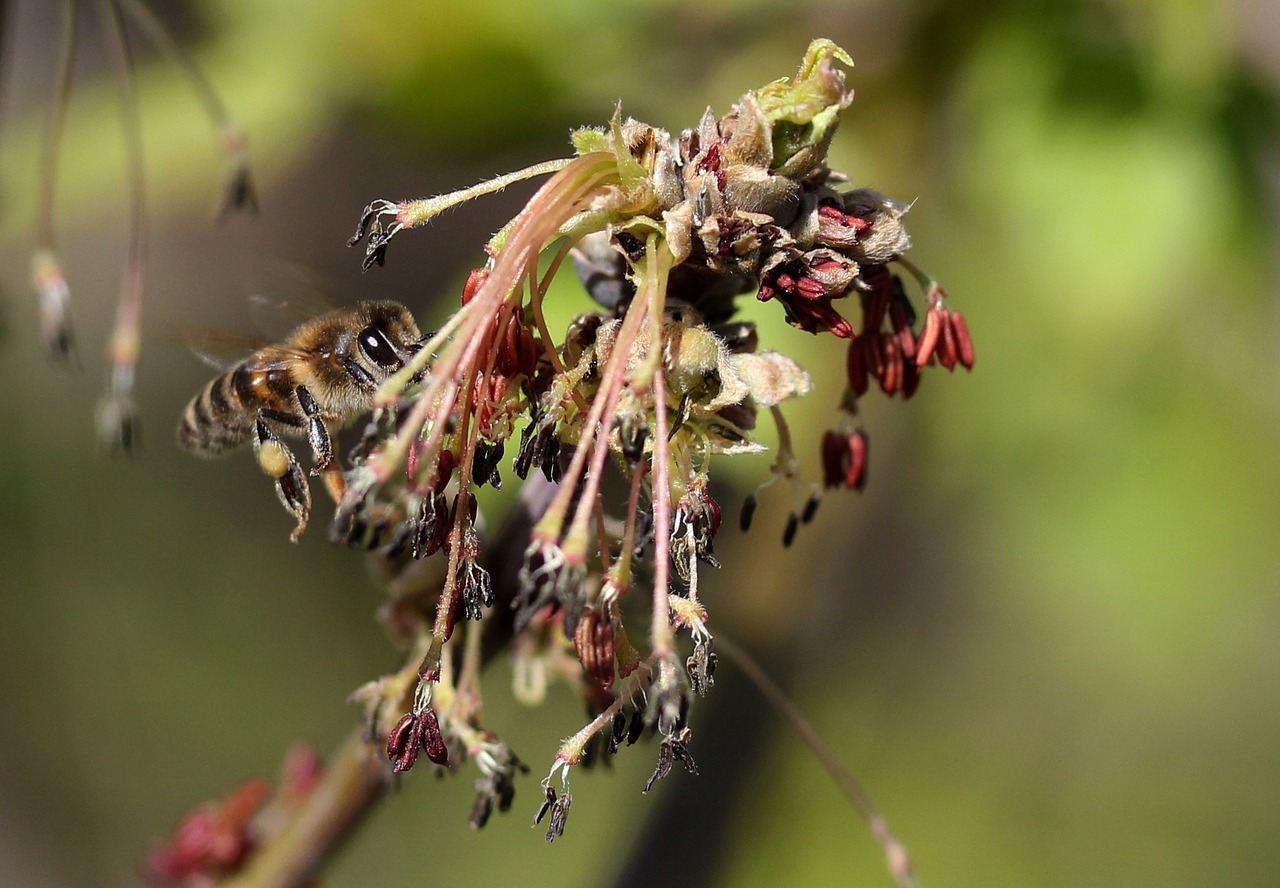 bee  flight  pollination free photo