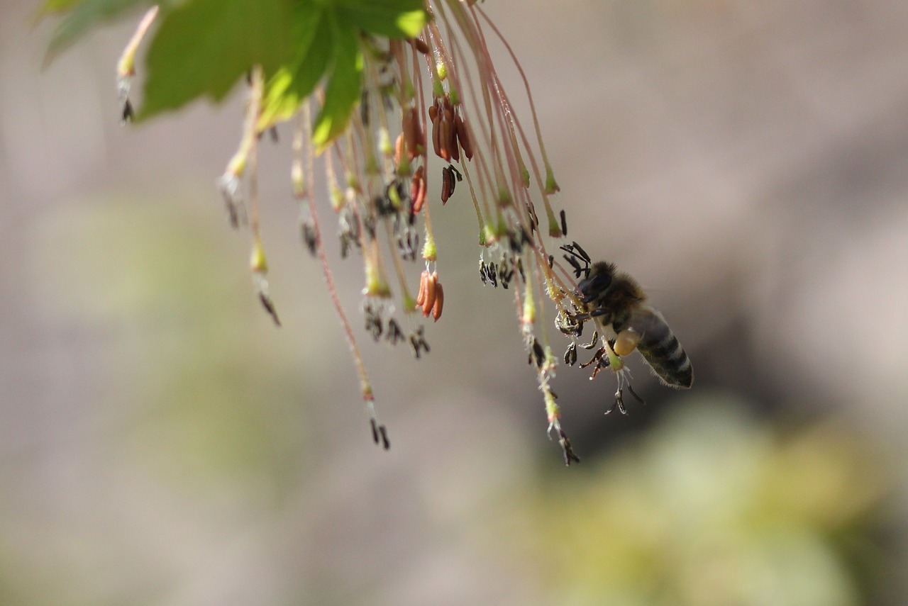 bee  flight  pollination free photo