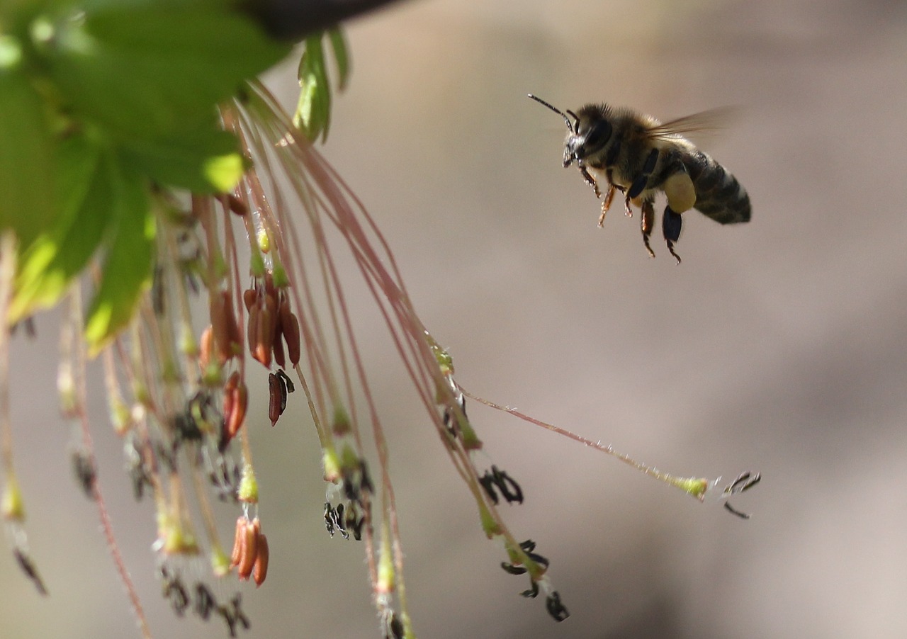 bee  flight  pollination free photo