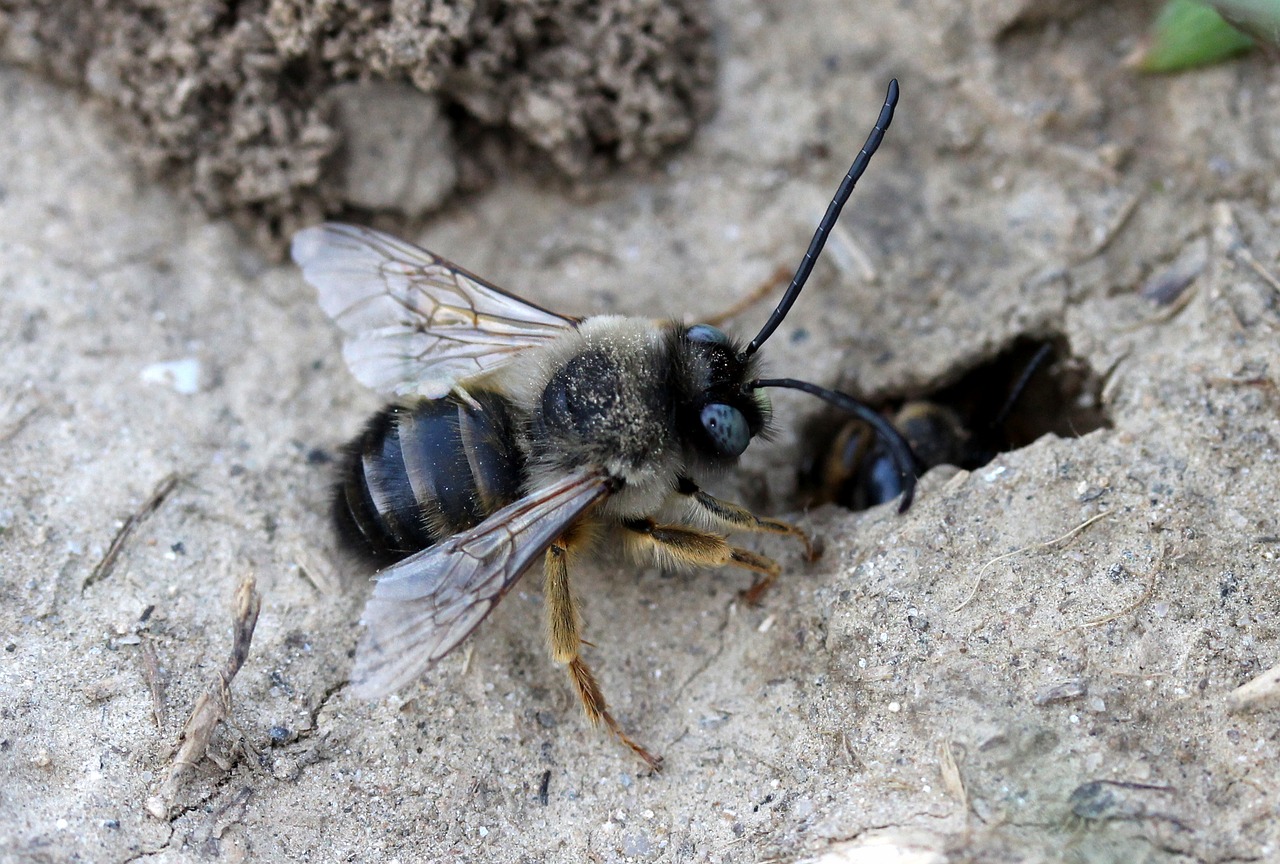 bee  wild  anthill free photo