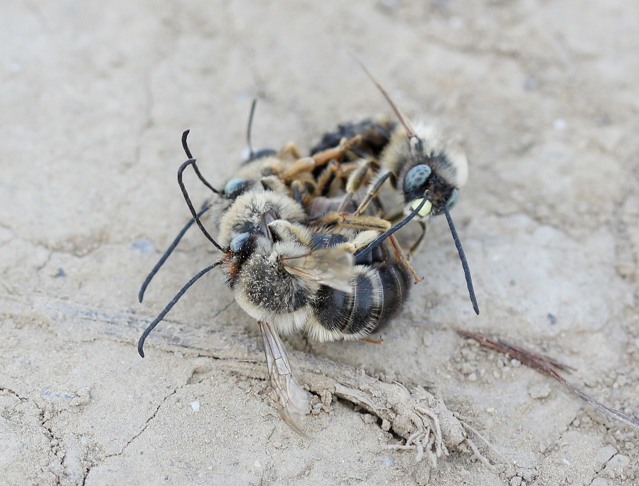 bee  struggle  insecta free photo