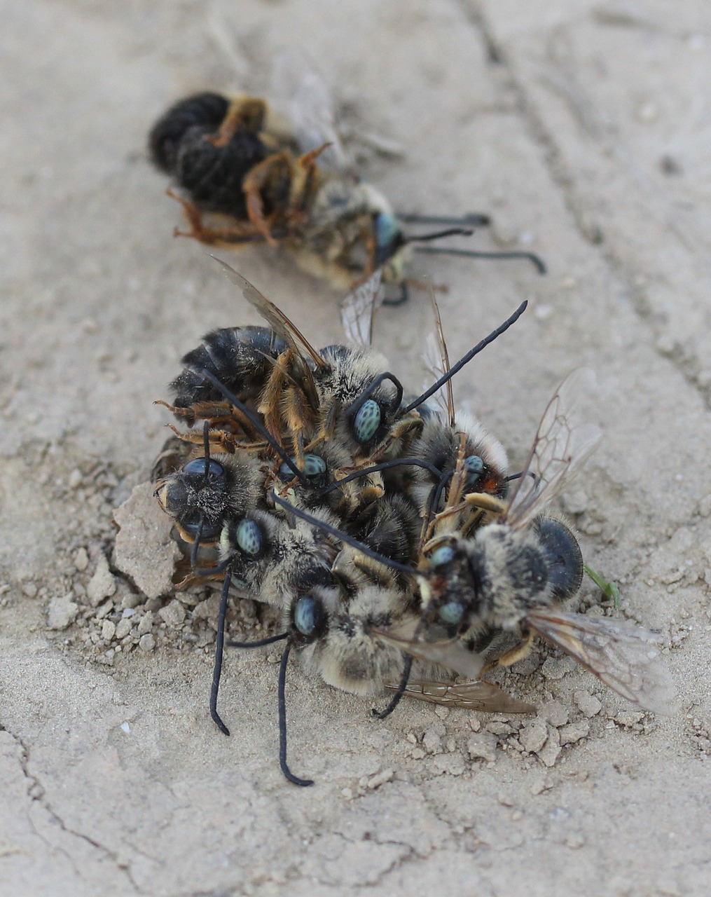 bee  struggle  insecta free photo