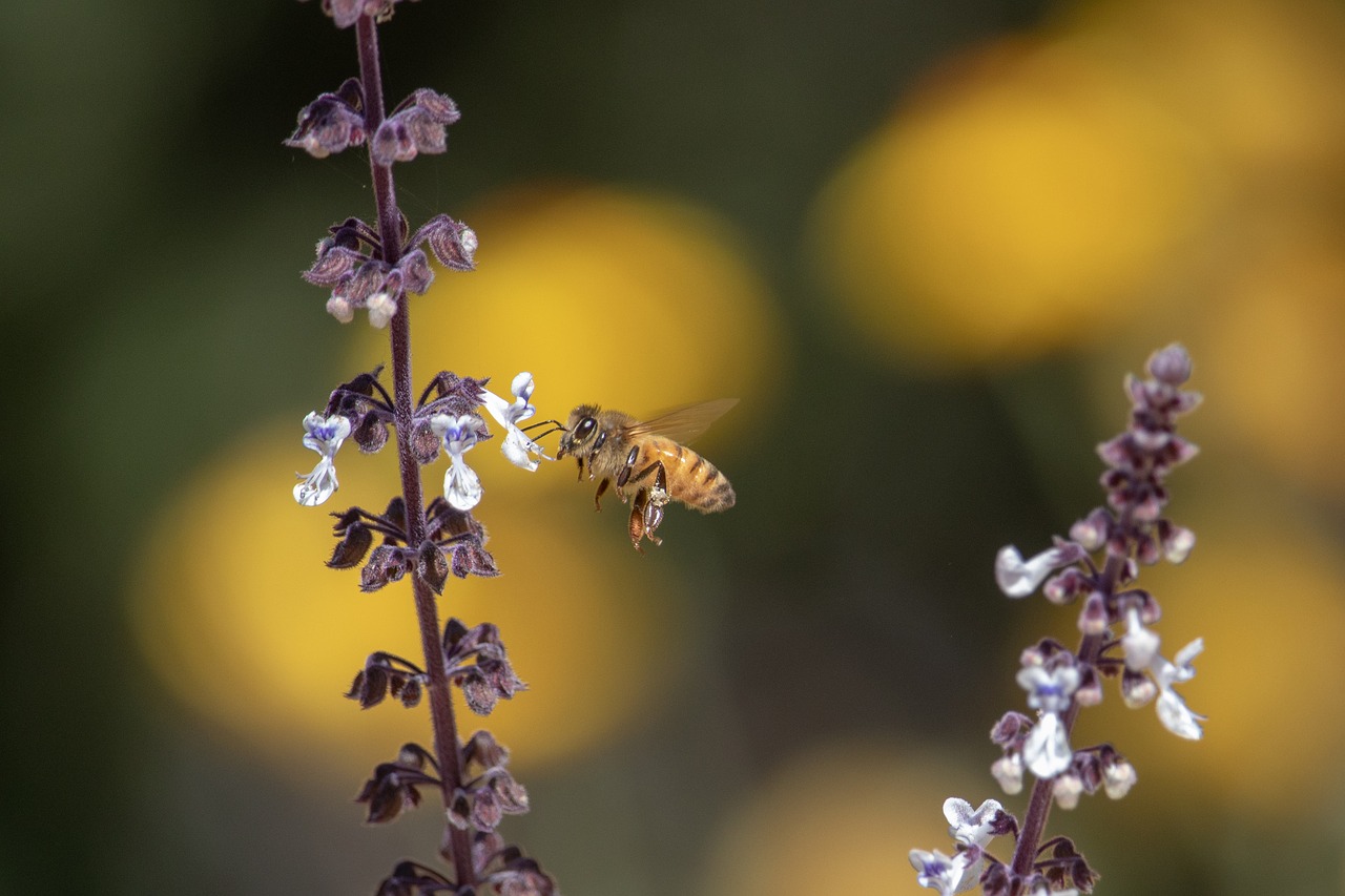 bee  flower  nature free photo