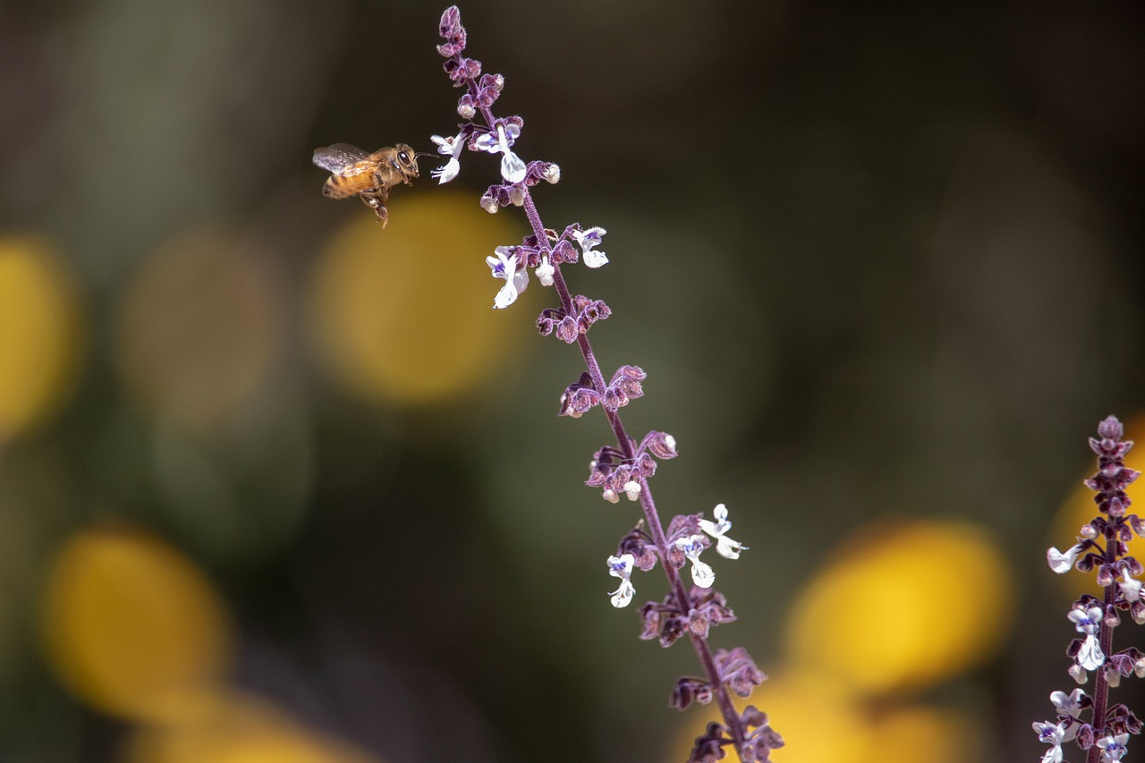 bee  flower  nature free photo