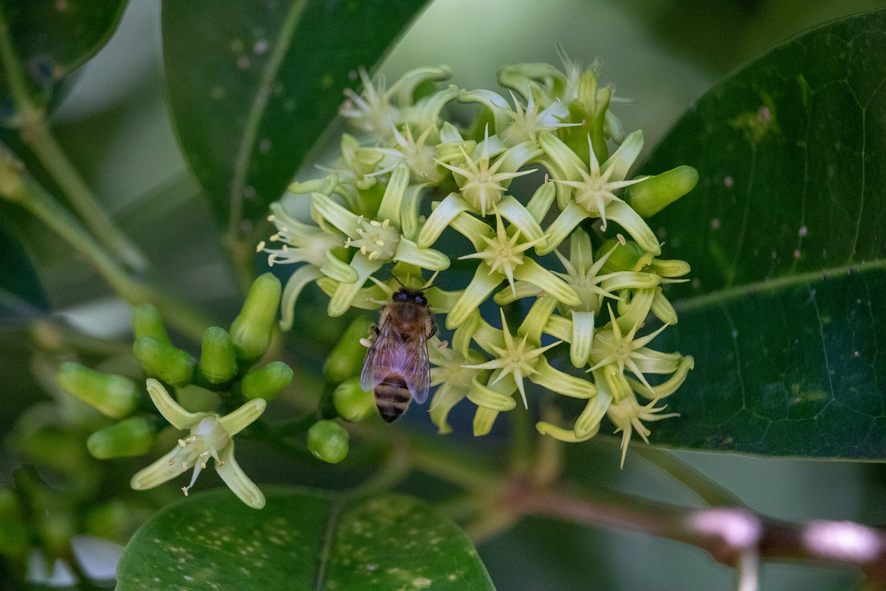 bee  nature  flora free photo