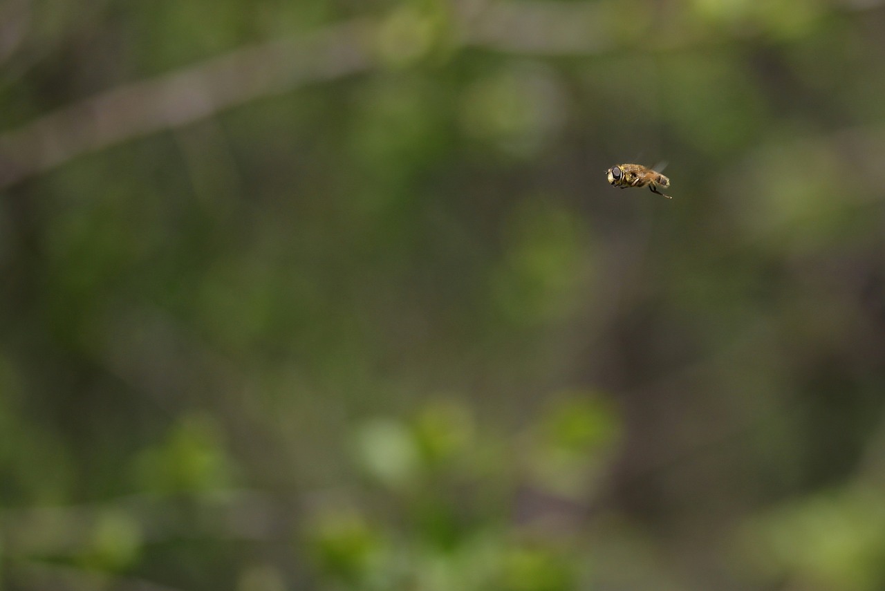 bee  insecta  flight free photo