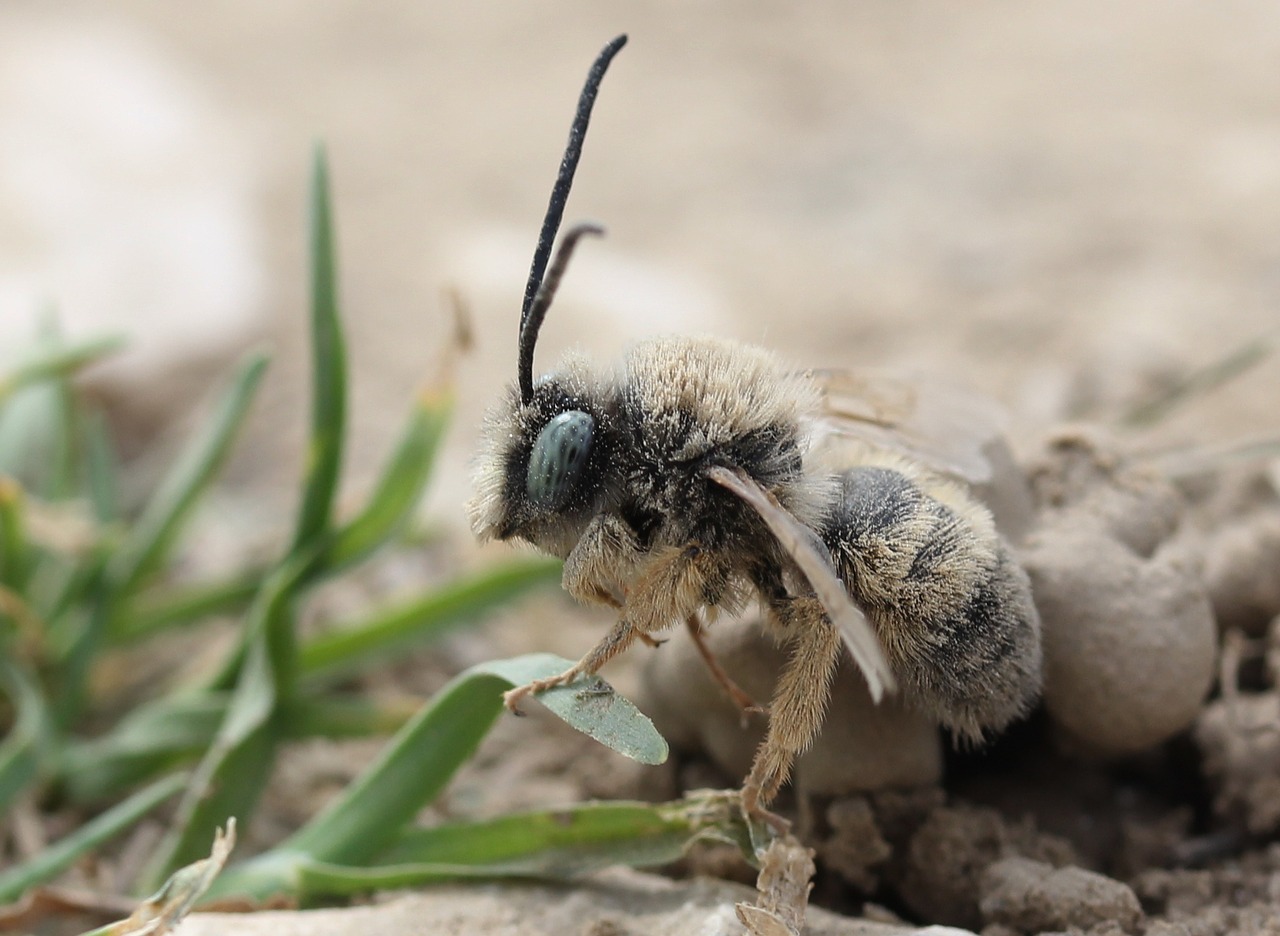 bee  insecta  macro free photo