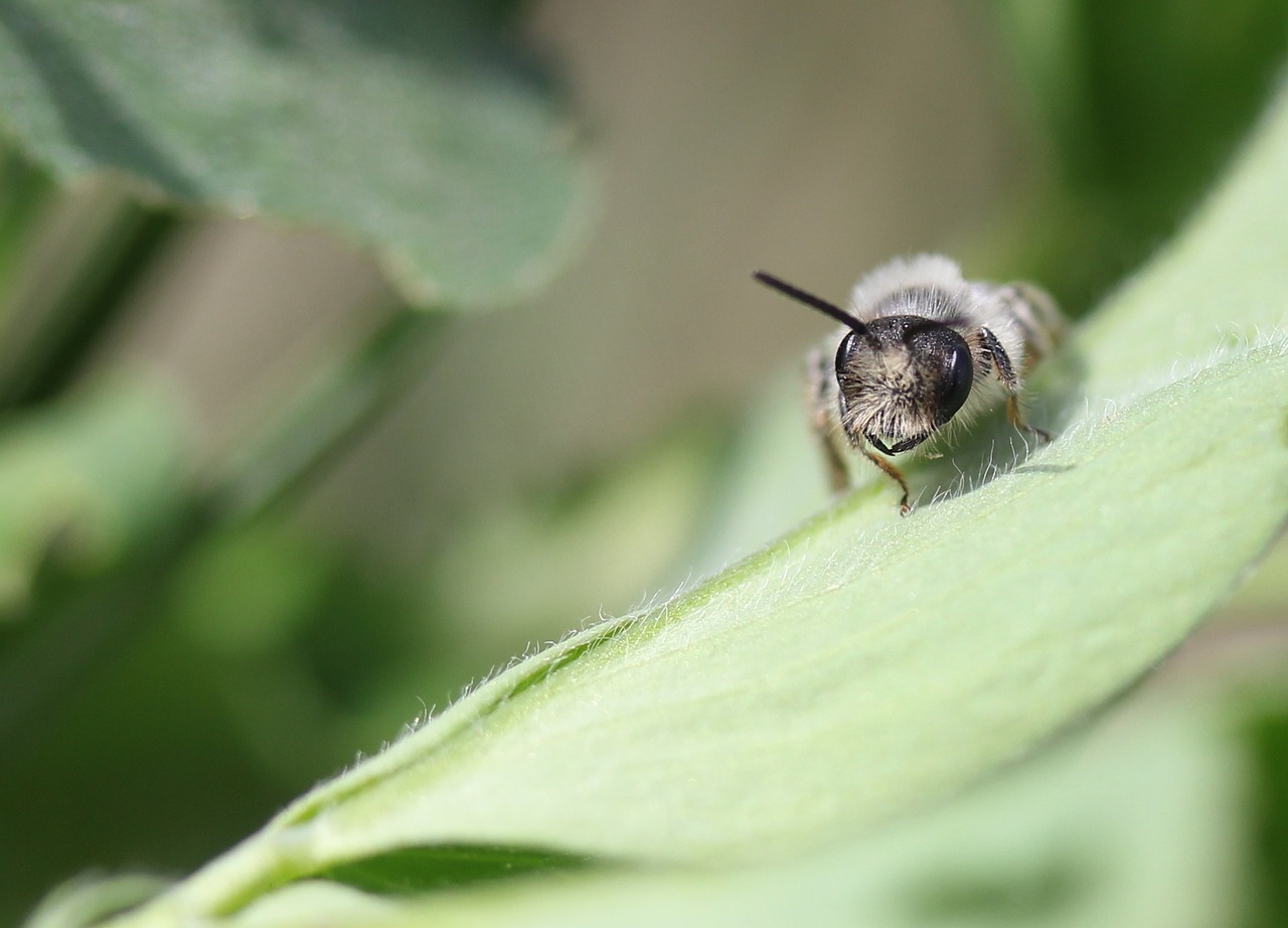 bee  insecta  wild free photo