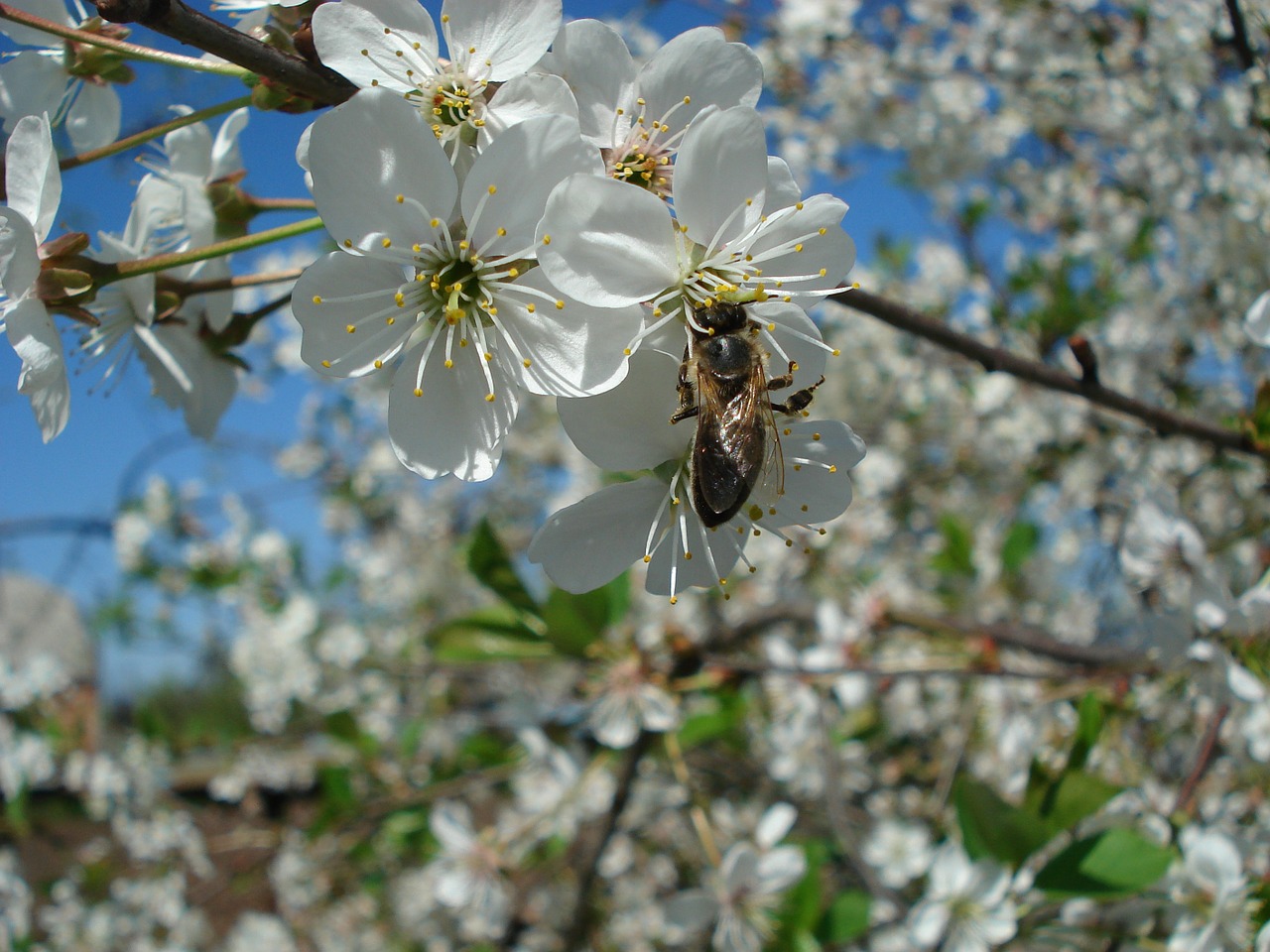 bee flowering tree cherry blossoms free photo
