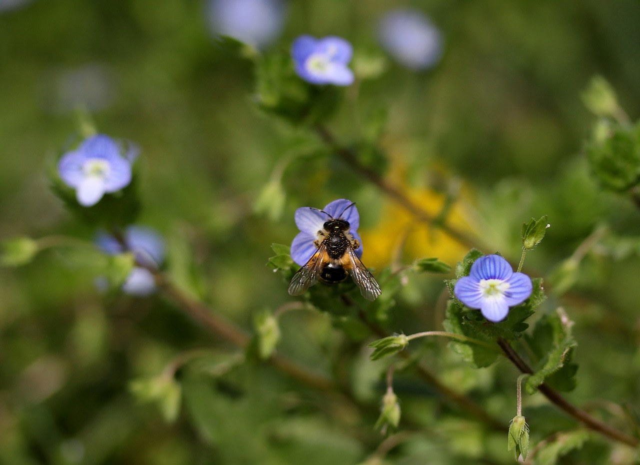 bee  cornflower  flower free photo