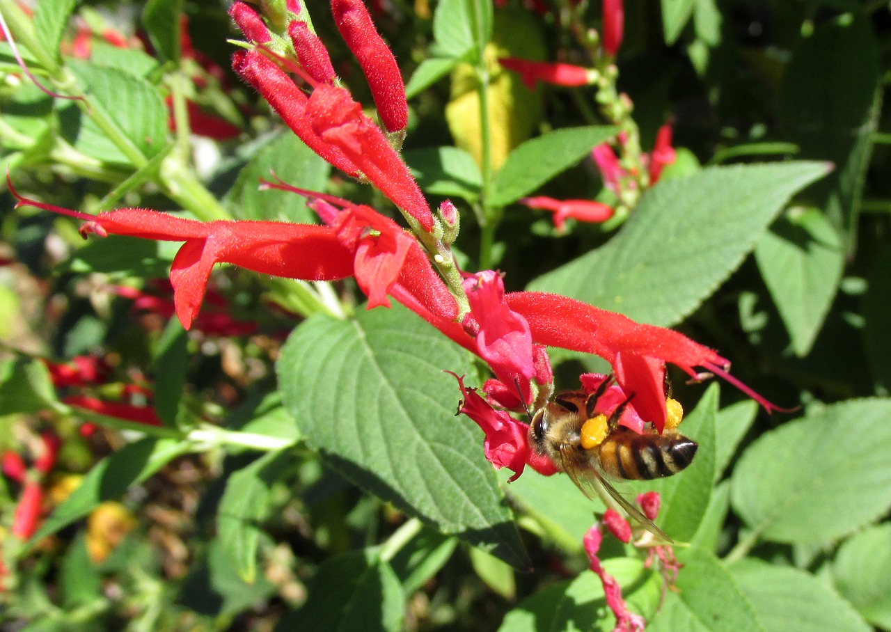 bee  nature  leaf free photo