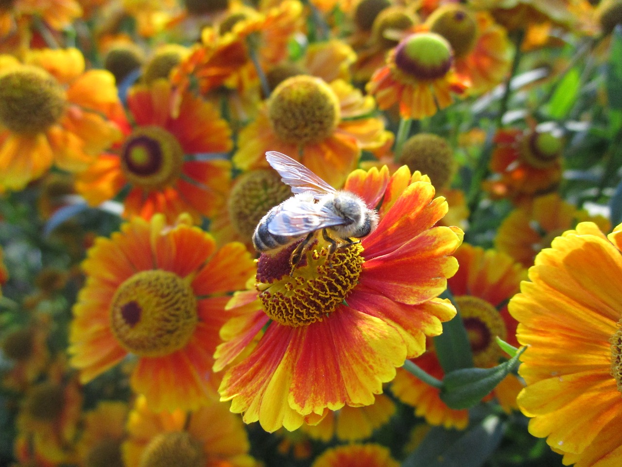 bee  flower  insect free photo