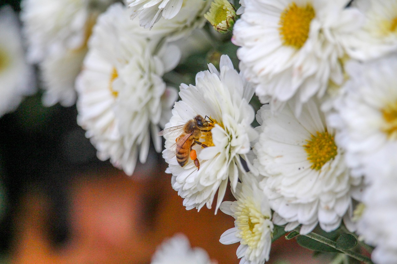 bee  flower  flora free photo