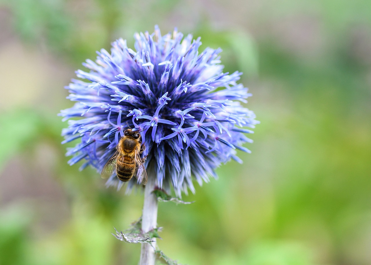 bee  thistle  blue free photo
