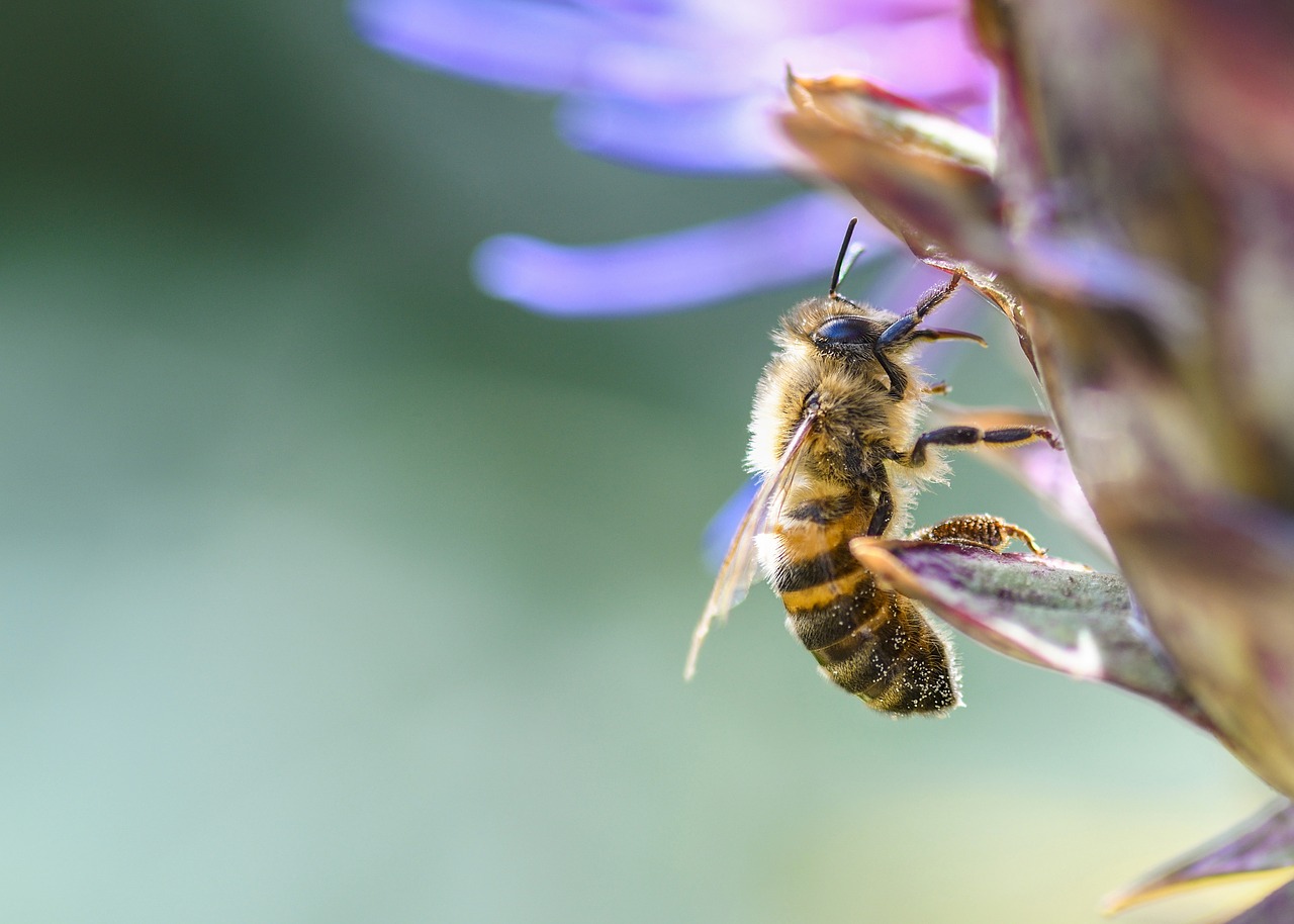 bee  flower  insect free photo