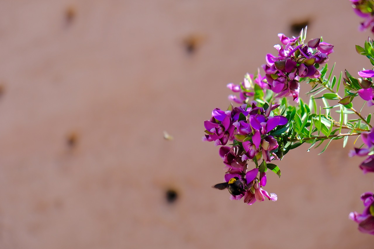 bee  bumblebee  honeybee free photo