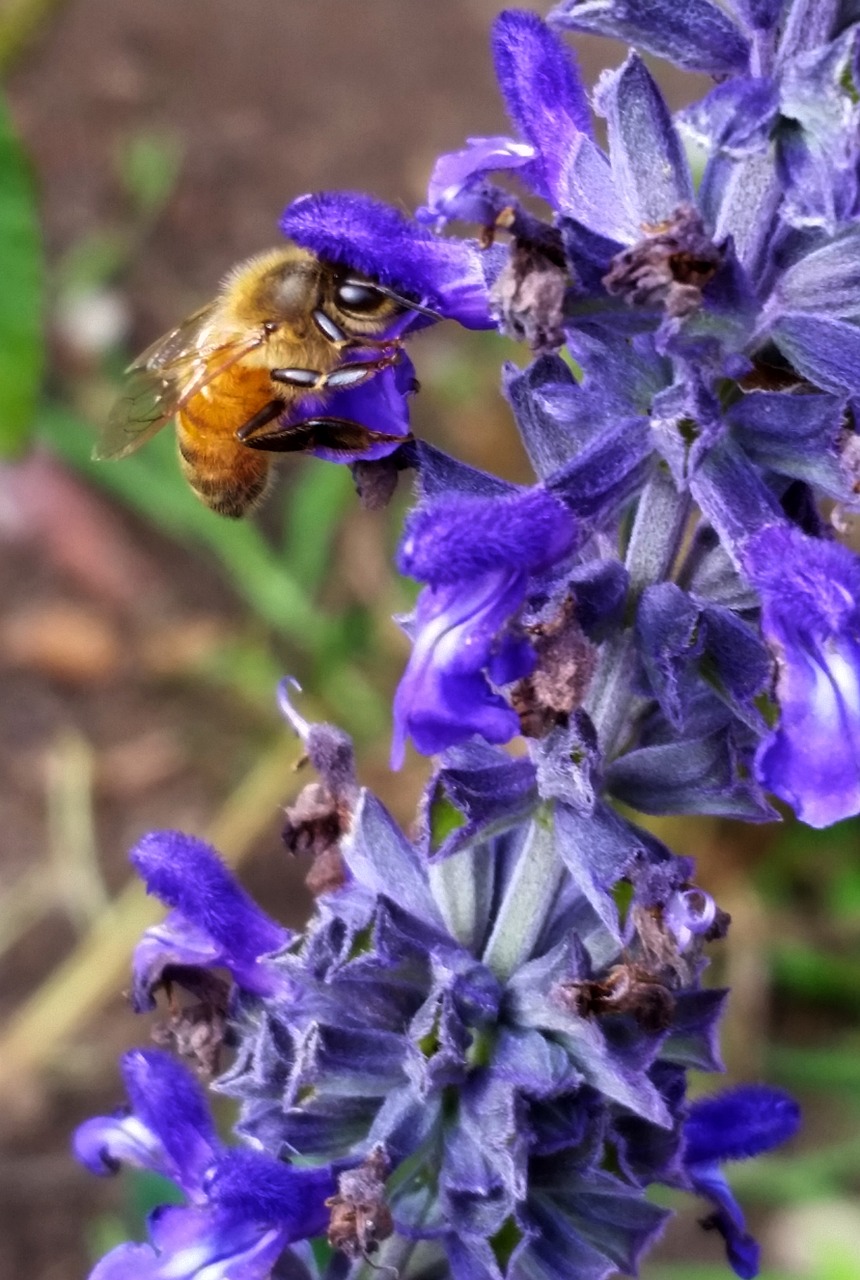 bee  nature  flower free photo