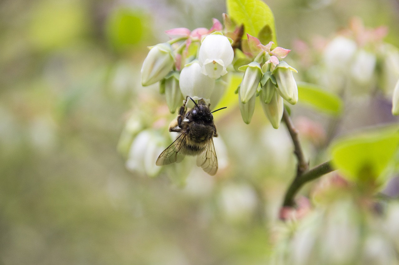 bee  blueberry  bush free photo