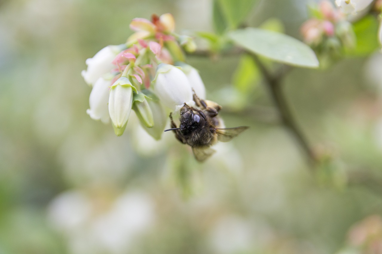 bee  blueberry  bush free photo