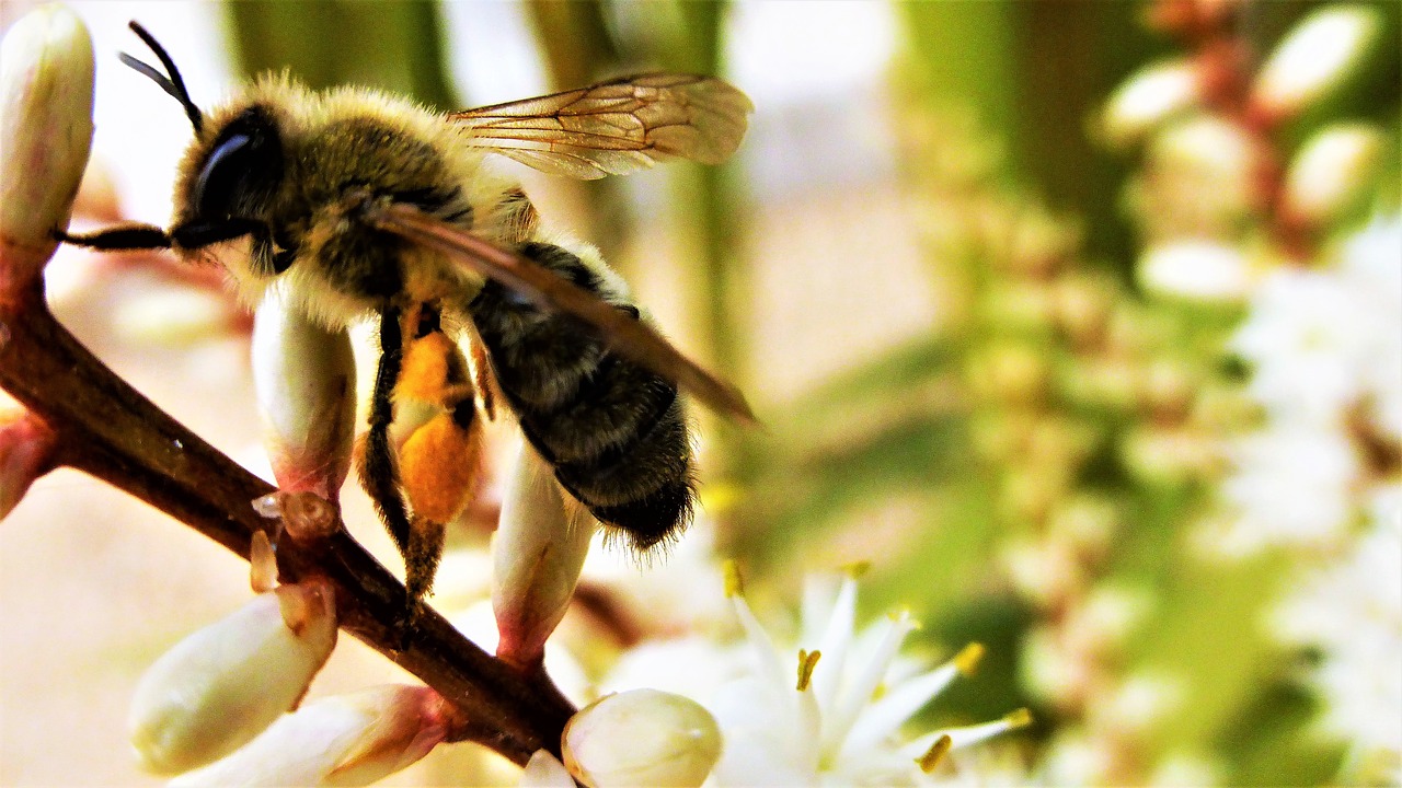 bee  nature  pollination free photo