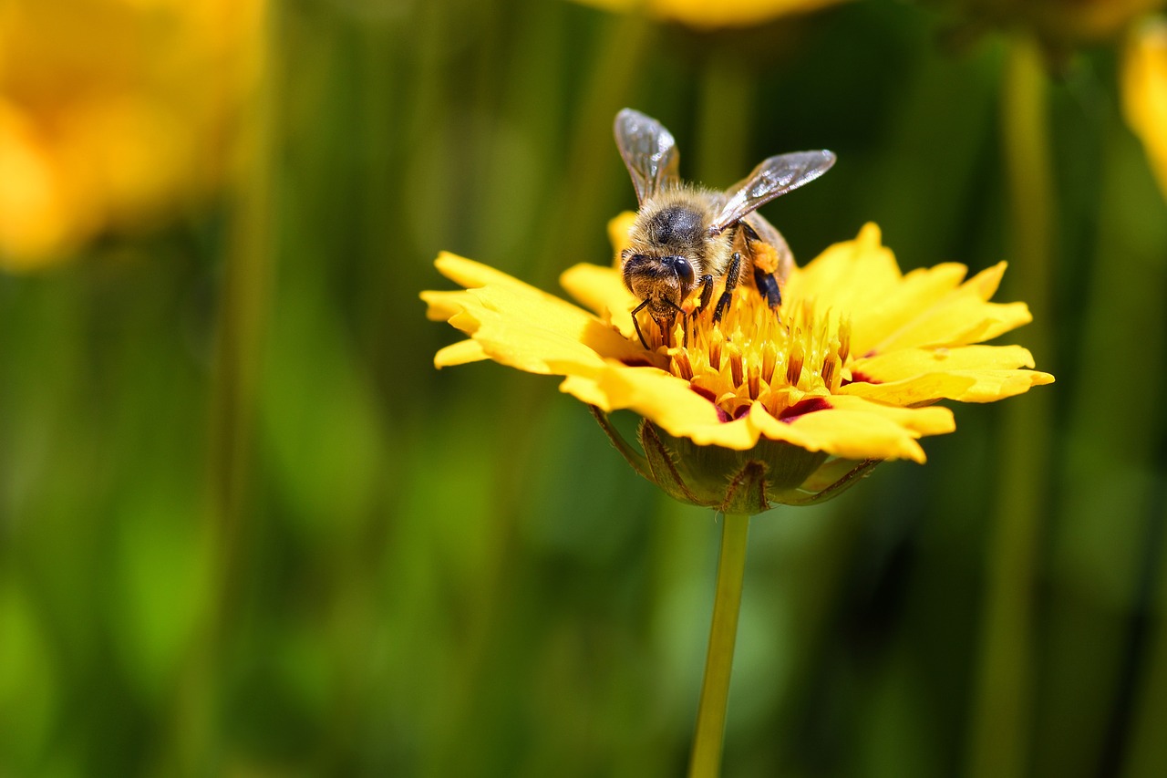 bee  flower  forage free photo