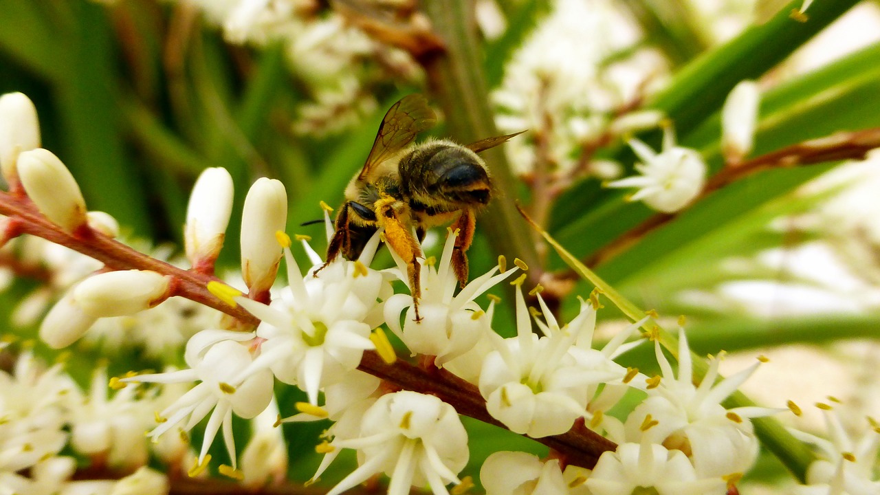 bee  nature  flower free photo