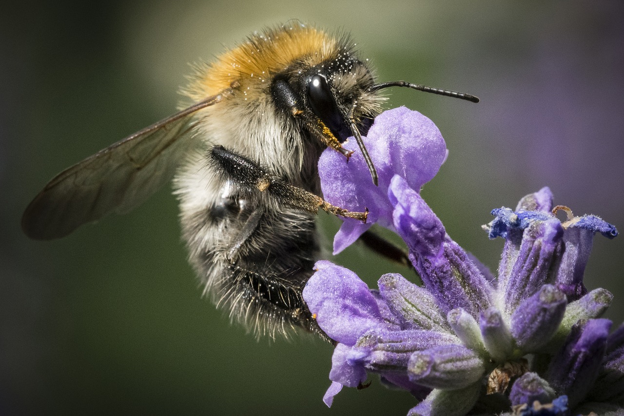 bee  nature  insect free photo