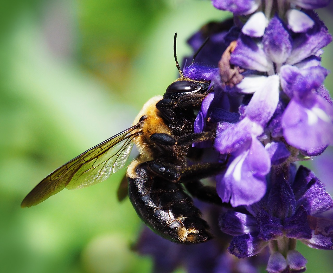 bee  nature  insect free photo