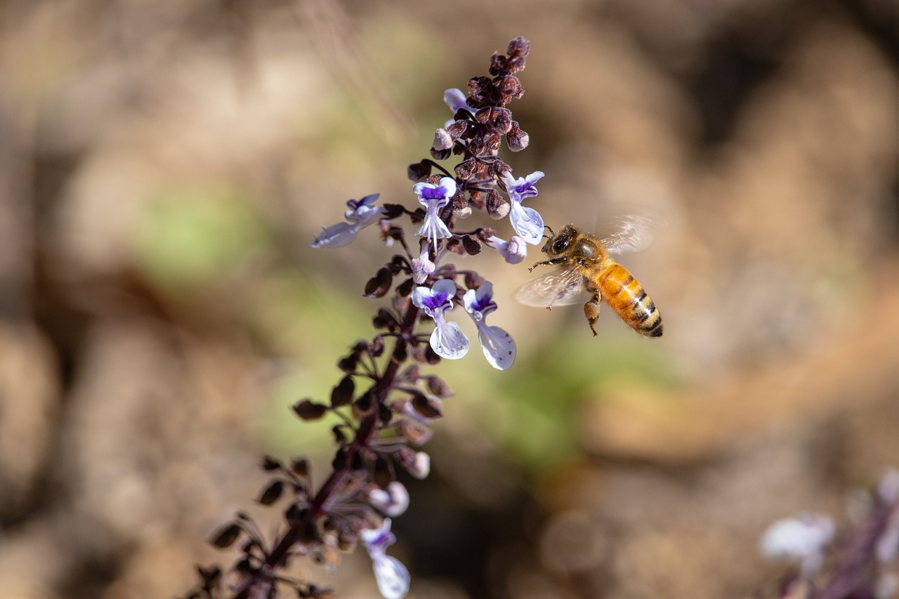 bee  nature  outdoors free photo