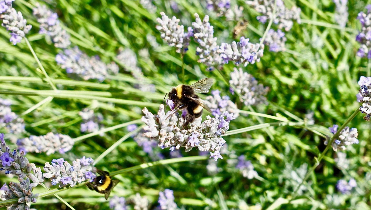 bee  nectar  nature free photo