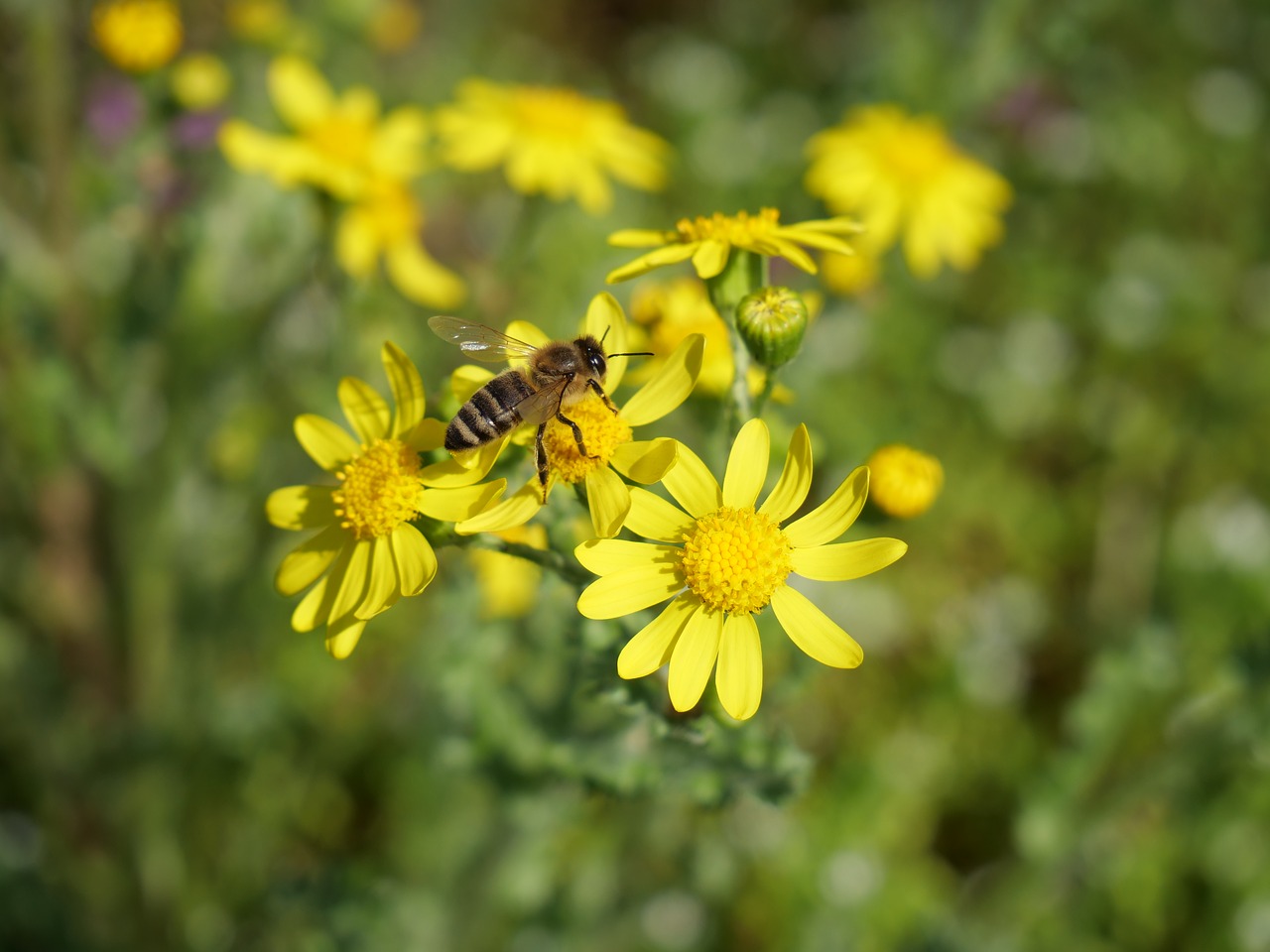 bee  flower  insecta free photo