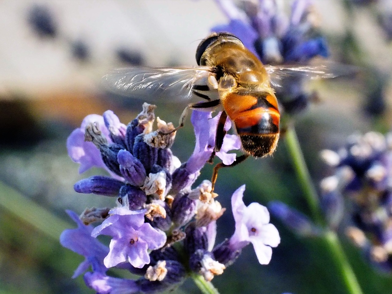 bee  insect  nature free photo