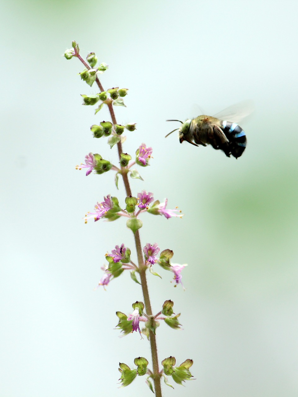 bee  blue  small free photo