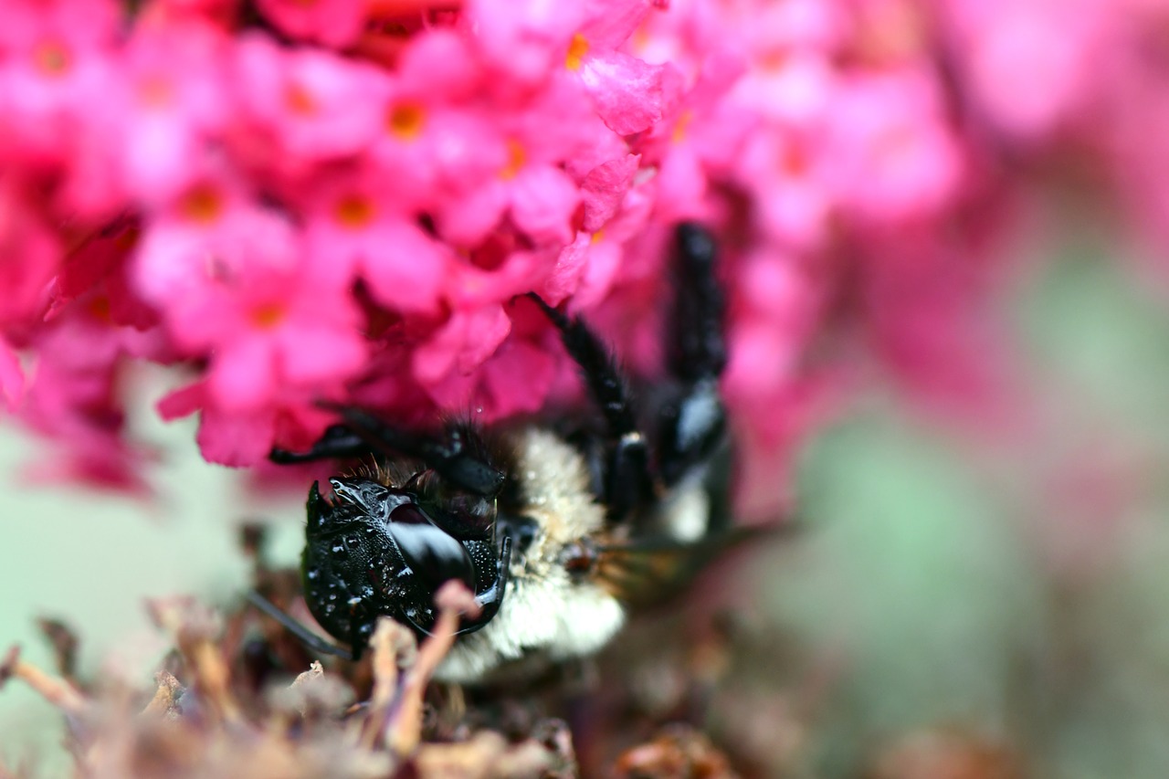 bee  flower  macro free photo