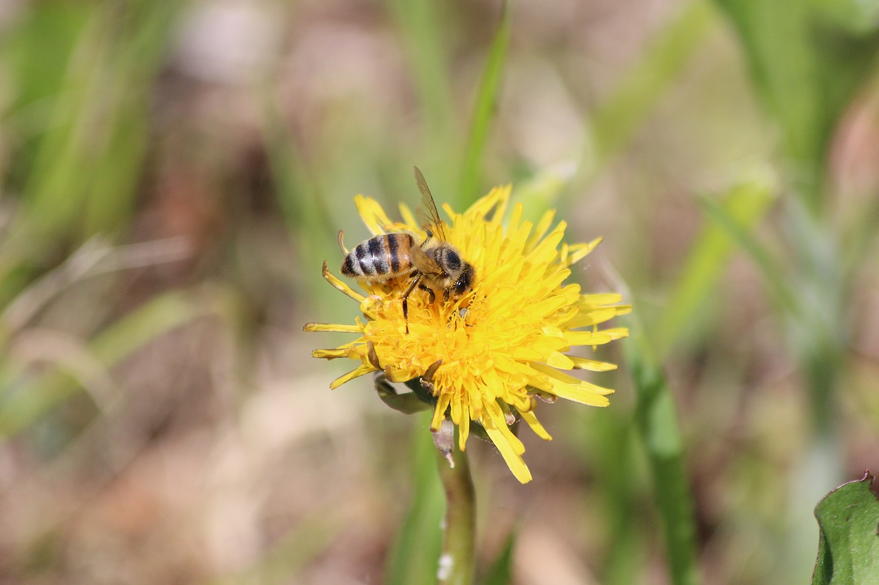 bee  dandelion  plant free photo