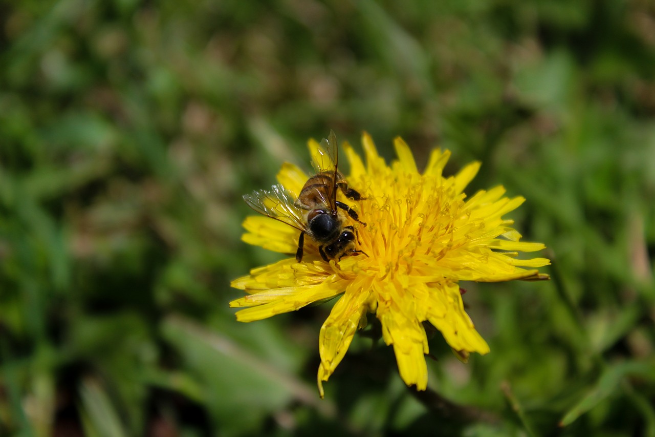 bee  flower  to free photo