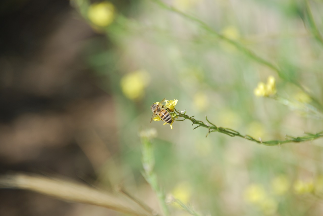 bee  flower  nature free photo