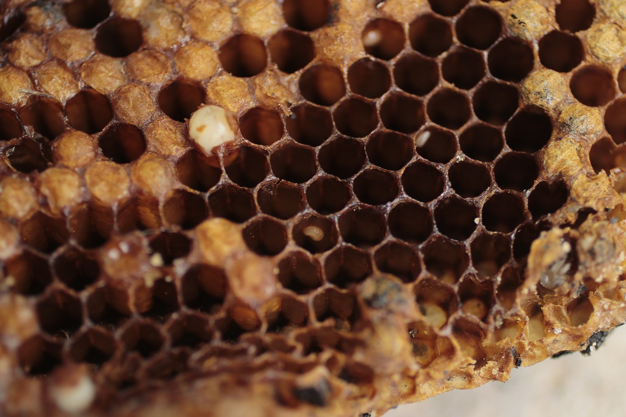 bee  honey  beekeeping free photo