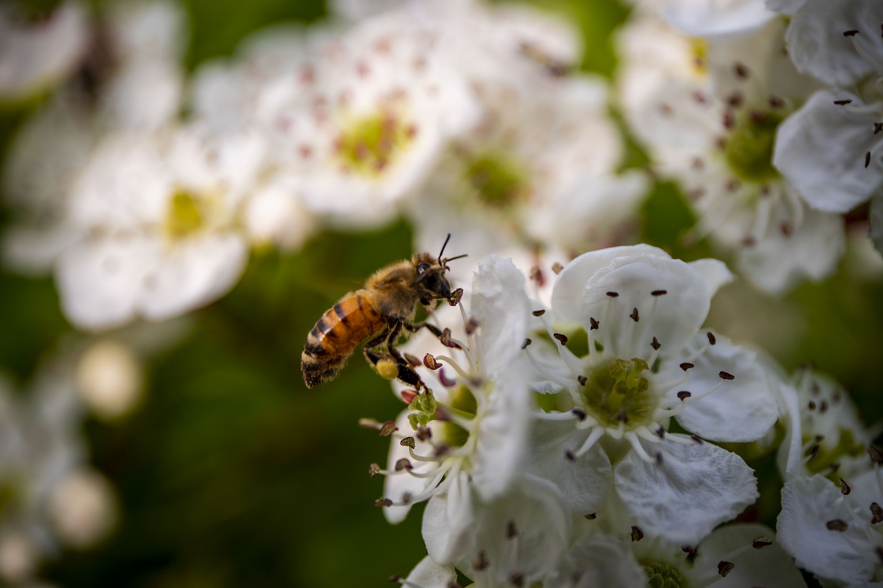 bee  flora  nature free photo