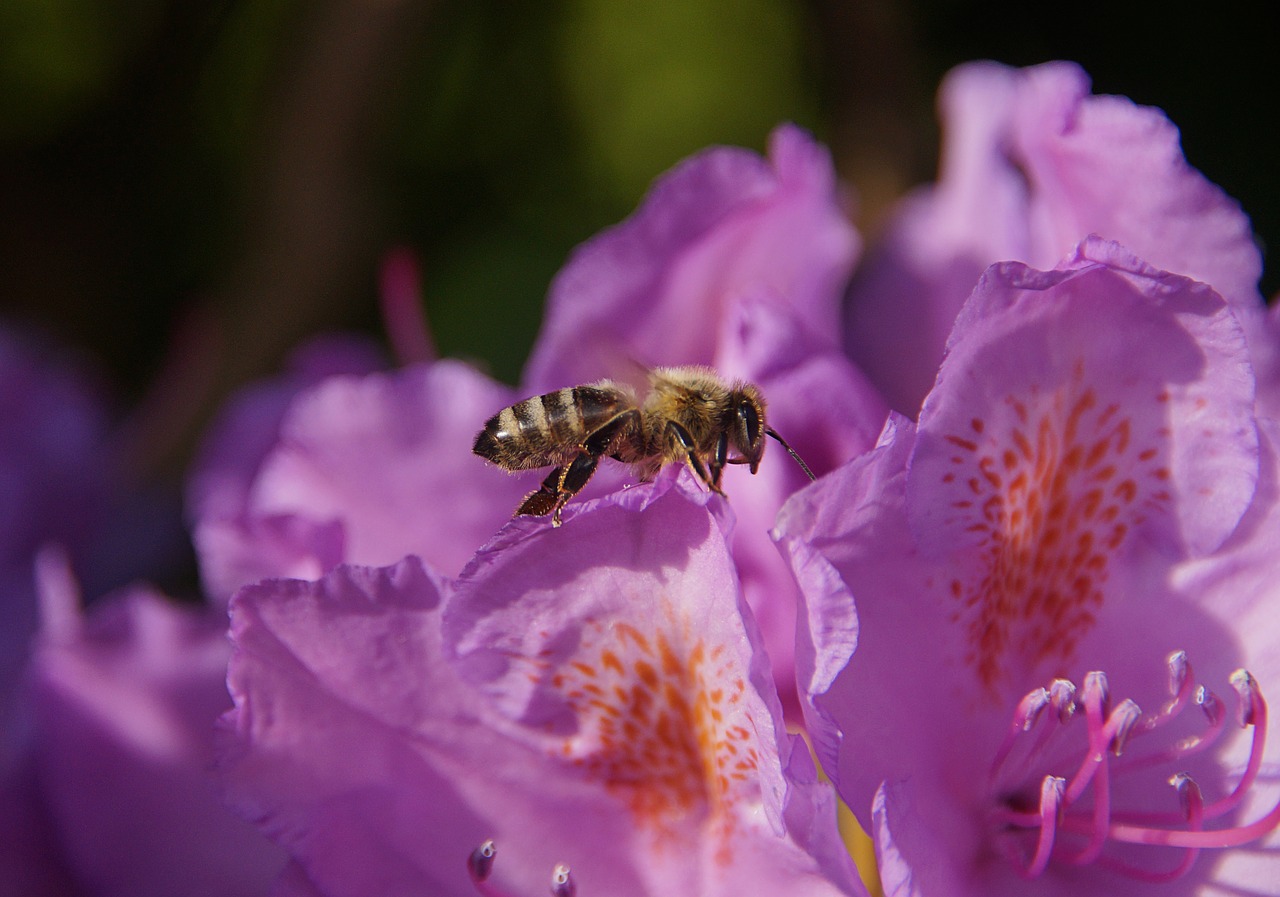 bee  rhododendrons  purple free photo