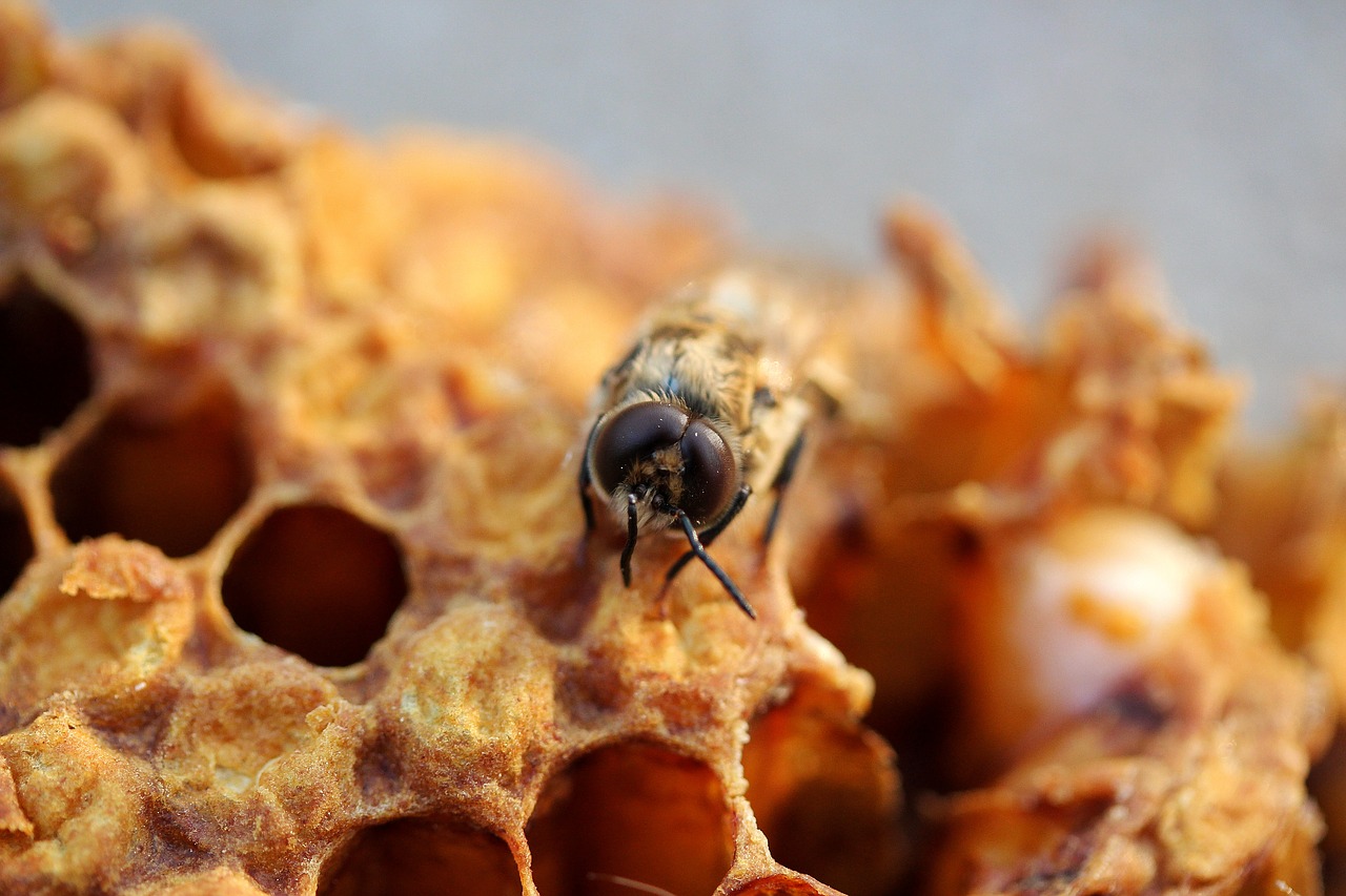 bee  honeycomb  hatch free photo