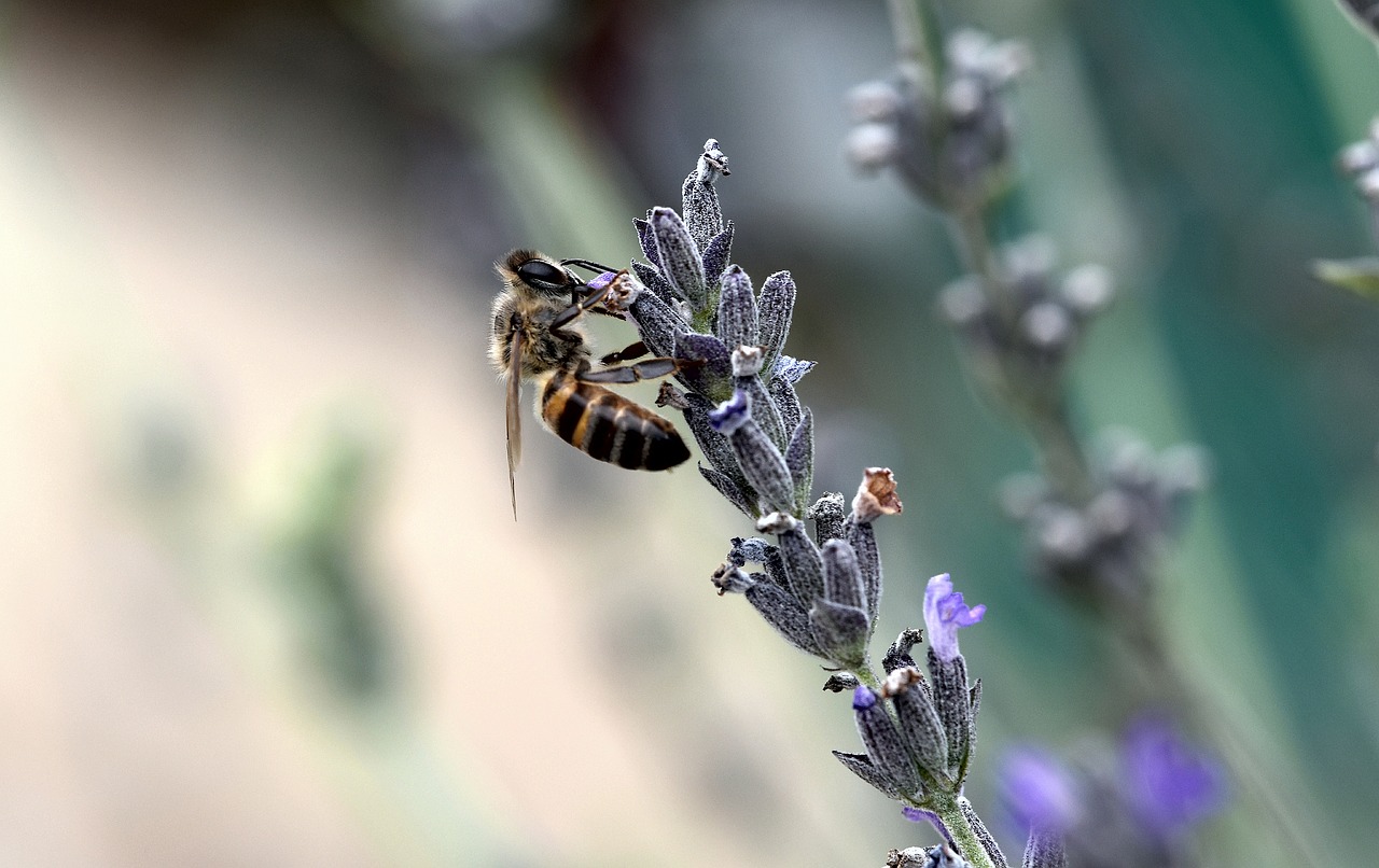 bee  flower  nature free photo