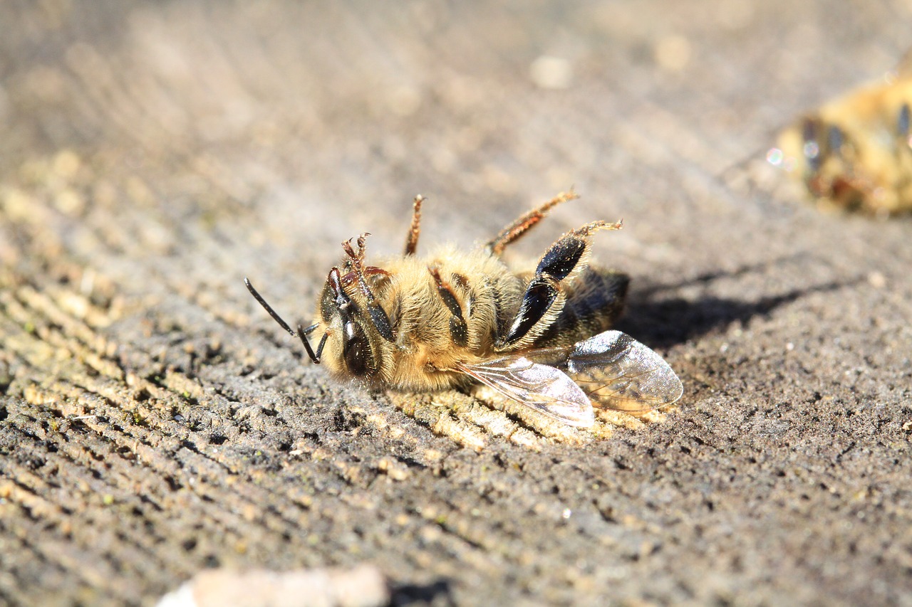 bee  dead  pesticide free photo
