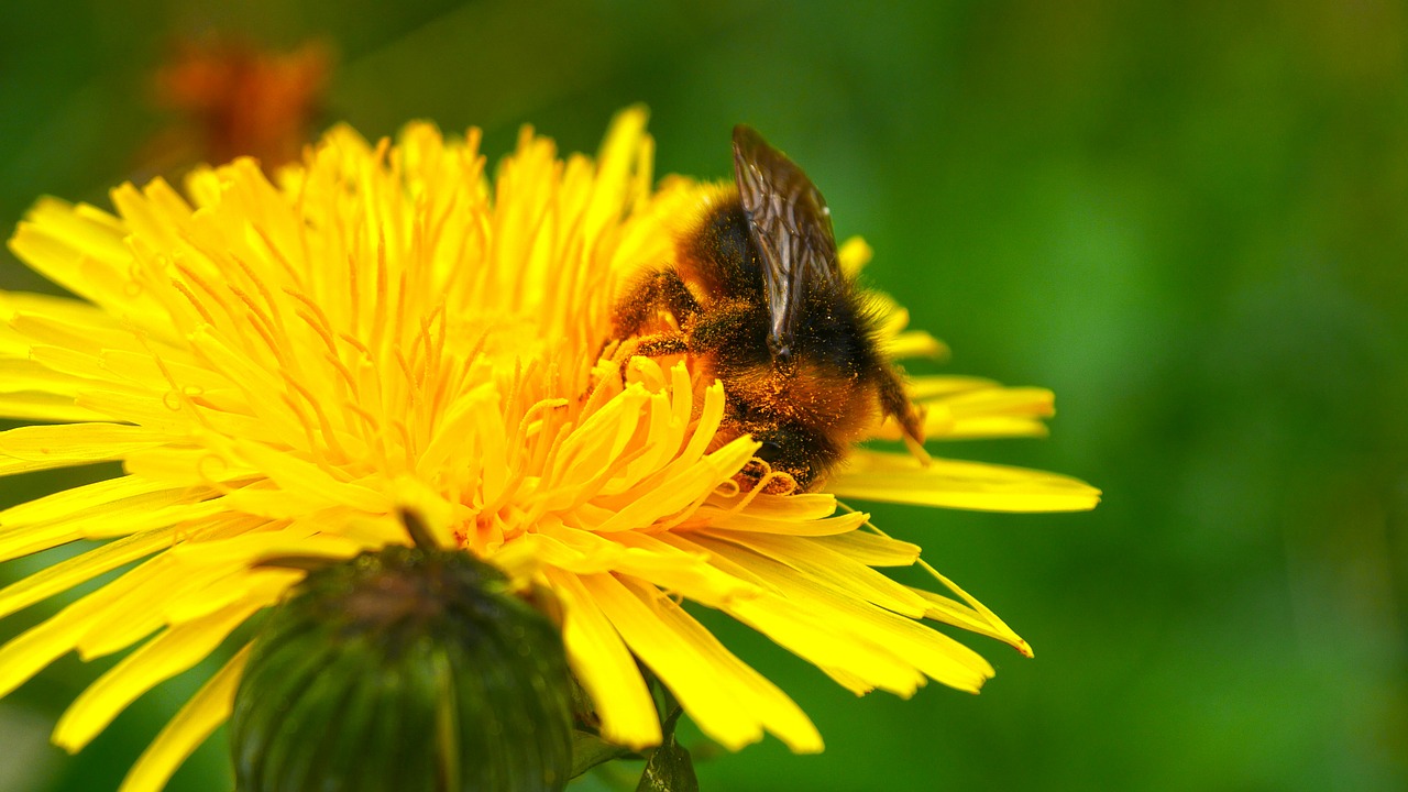 bee spring pollen free photo