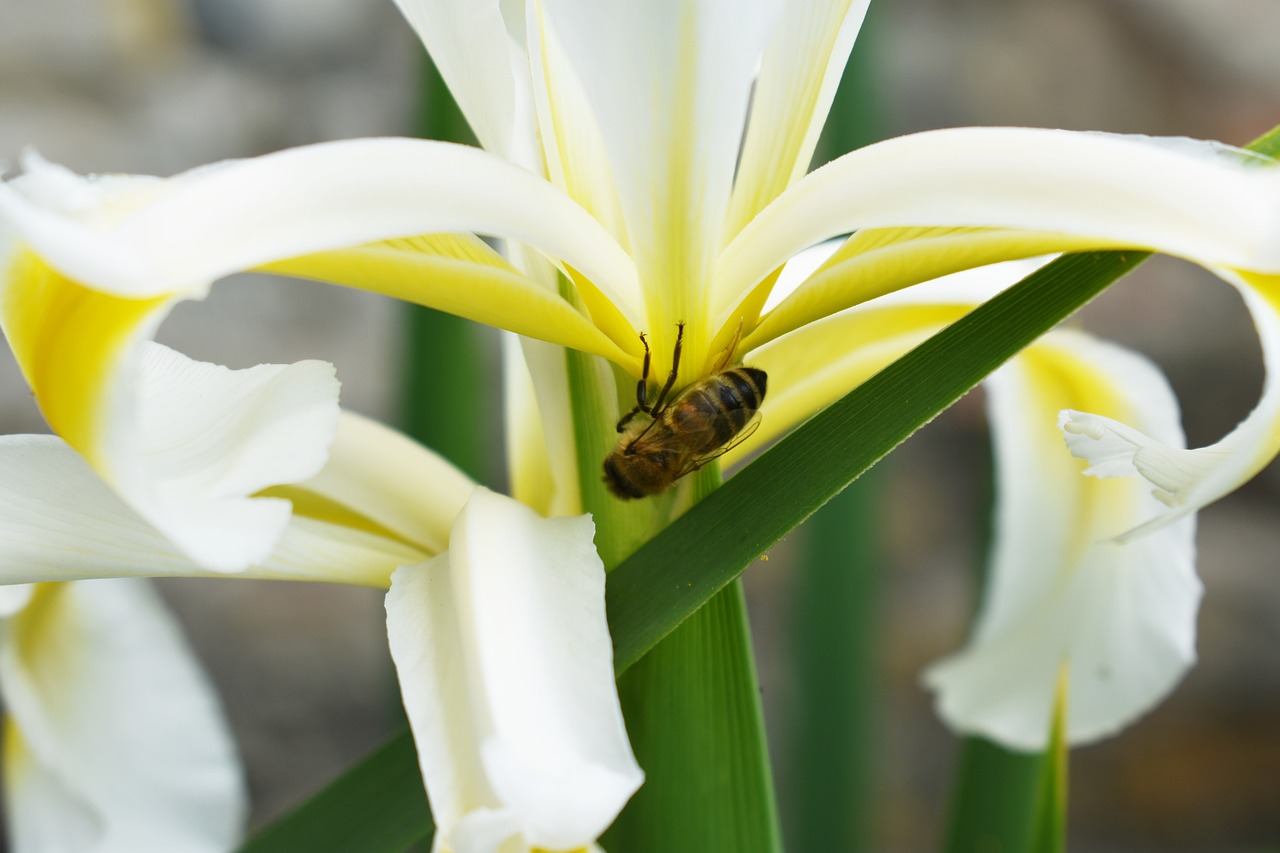 bee  garden  plant free photo